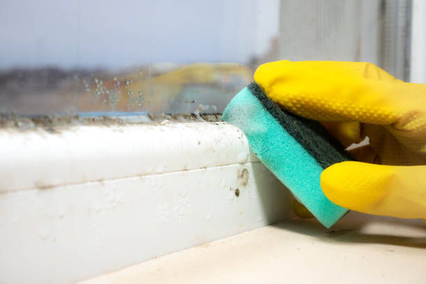 Best Black Mold Removal  in Stanton, NE