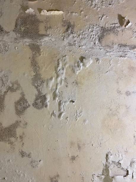 Best Office Mold Removal Services  in Stanton, NE
