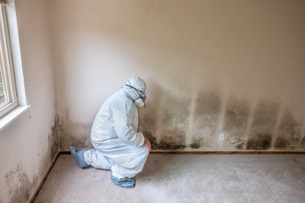 Trusted Stanton, NE Mold Removal Experts