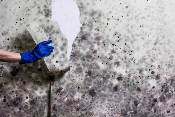 Best Mold Removal Specialists  in Stanton, NE